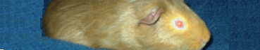 gif46